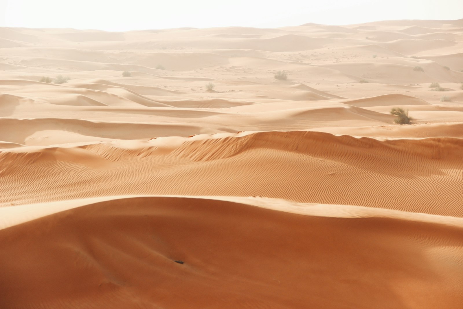 A dune in the UAE desert